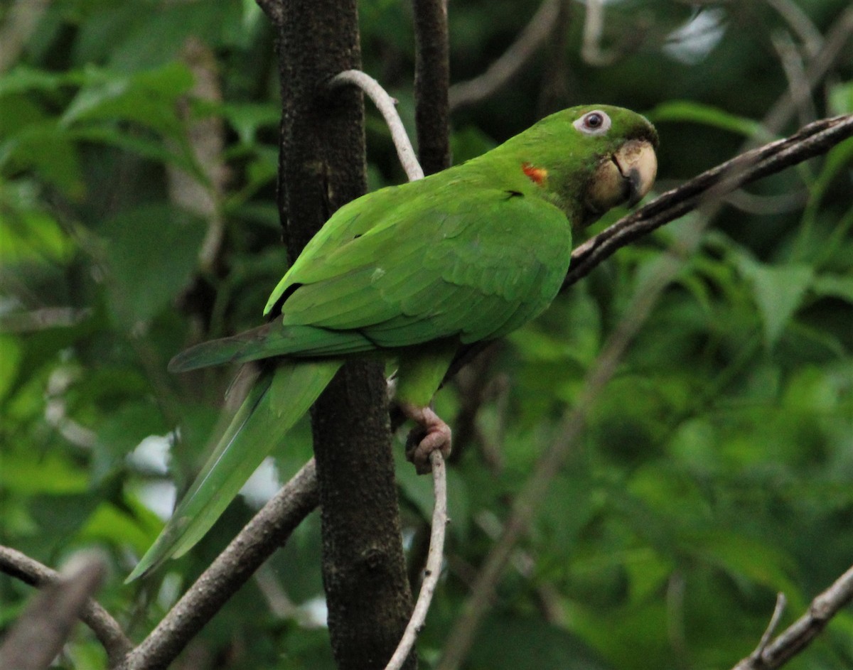 オオメキシコインコ - ML481876251