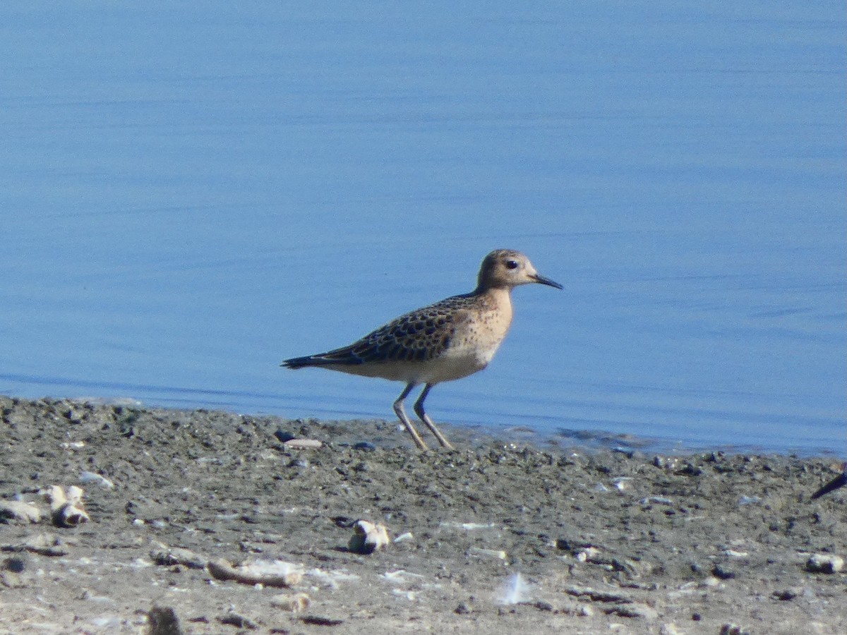 Buff-breasted Sandpiper - Eric Plage