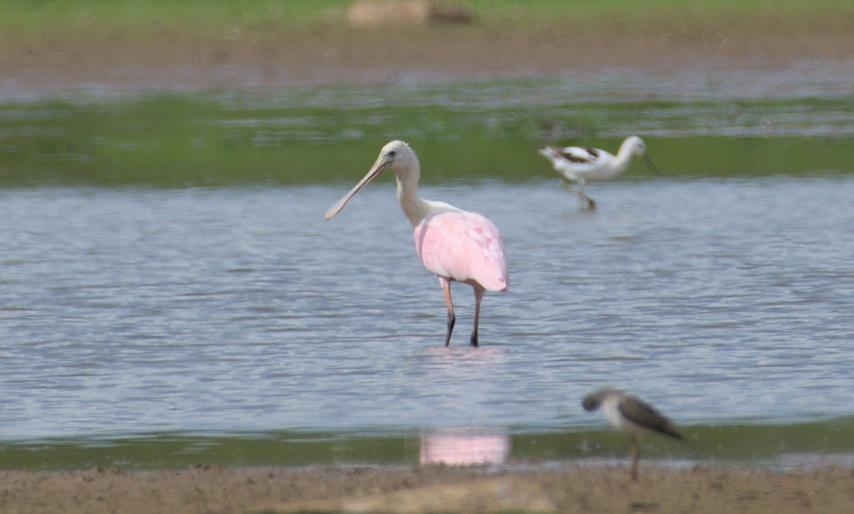 Roseate Spoonbill - ML481877941