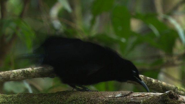 Magnificent Riflebird - ML481878