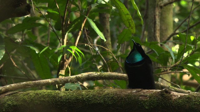 Magnificent Riflebird - ML481879