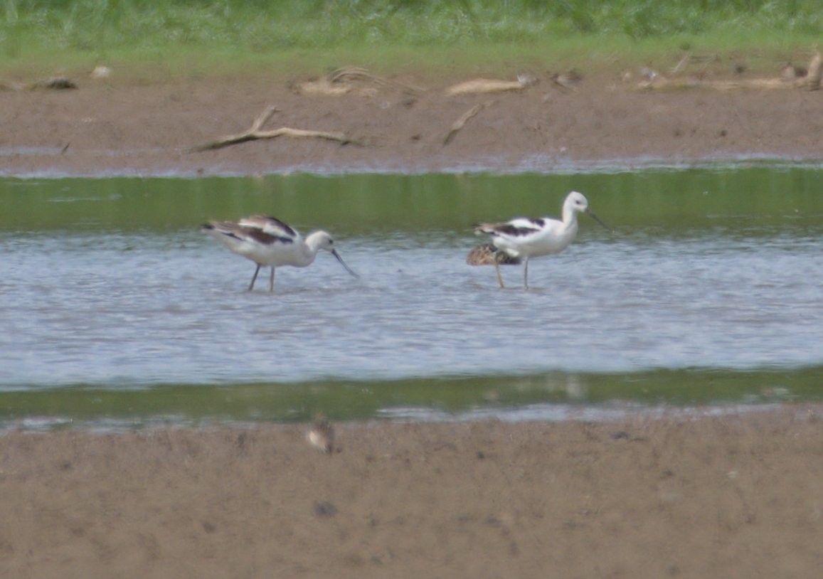 Avocette d'Amérique - ML481879251