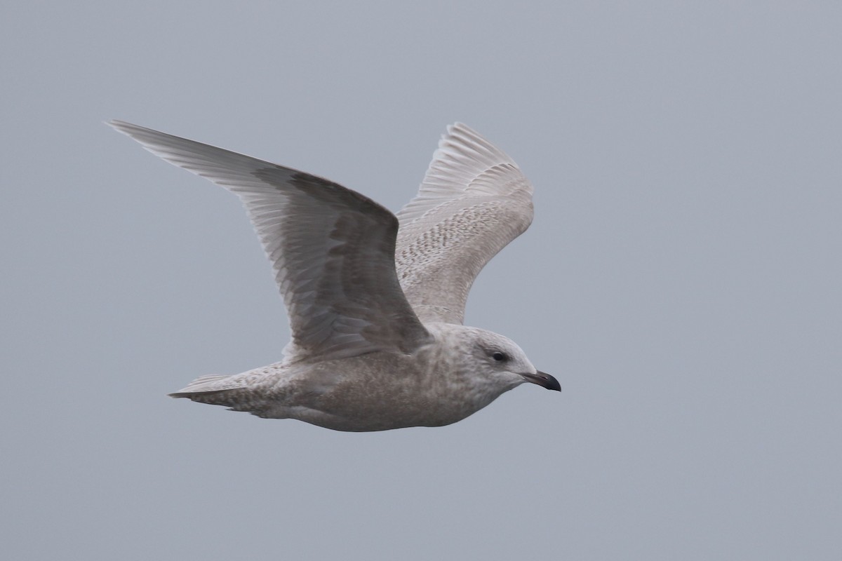 Iceland Gull (kumlieni) - Alvan Buckley