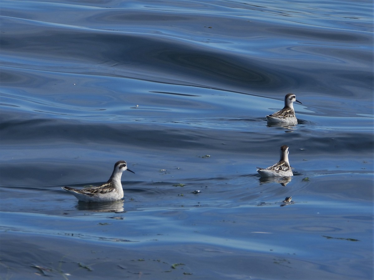 Phalarope à bec étroit - ML481879431