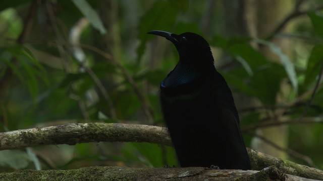 Magnificent Riflebird - ML481880