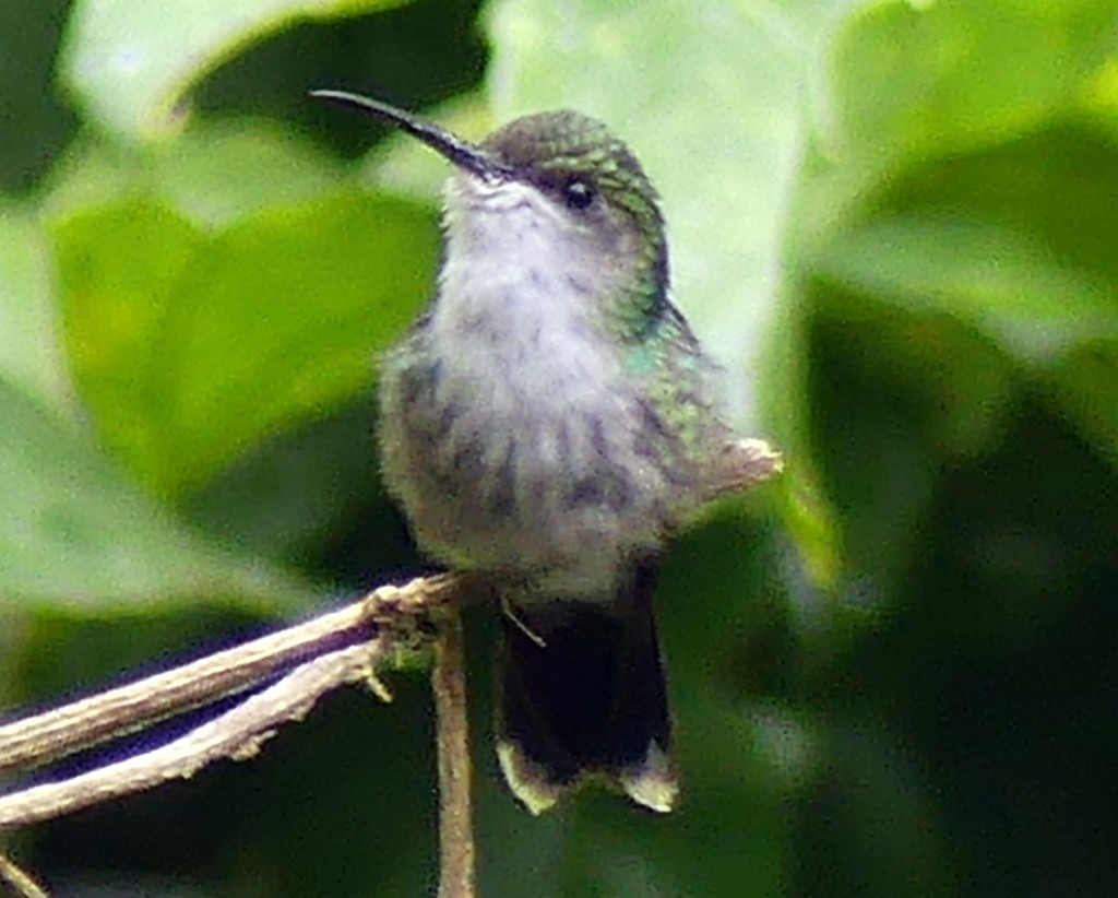 kolibřík vidloocasý - ML481880761