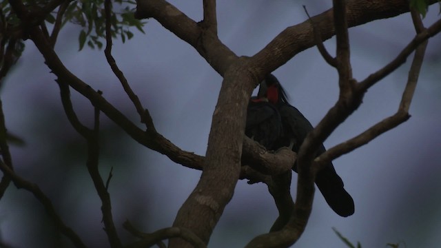 Palm Cockatoo - ML481881