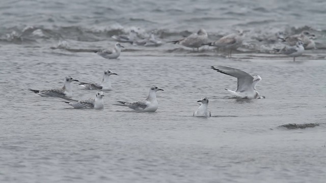 Bonaparte's Gull - ML481882