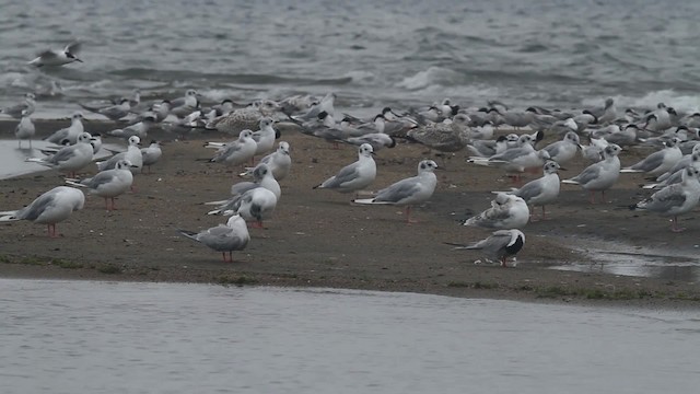 Common Tern - ML481883