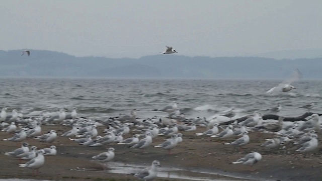 Common Tern - ML481884