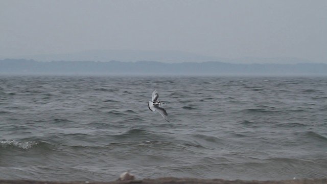 Little Gull - ML481886