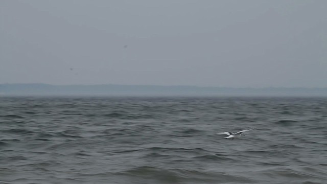 Little Gull - ML481887