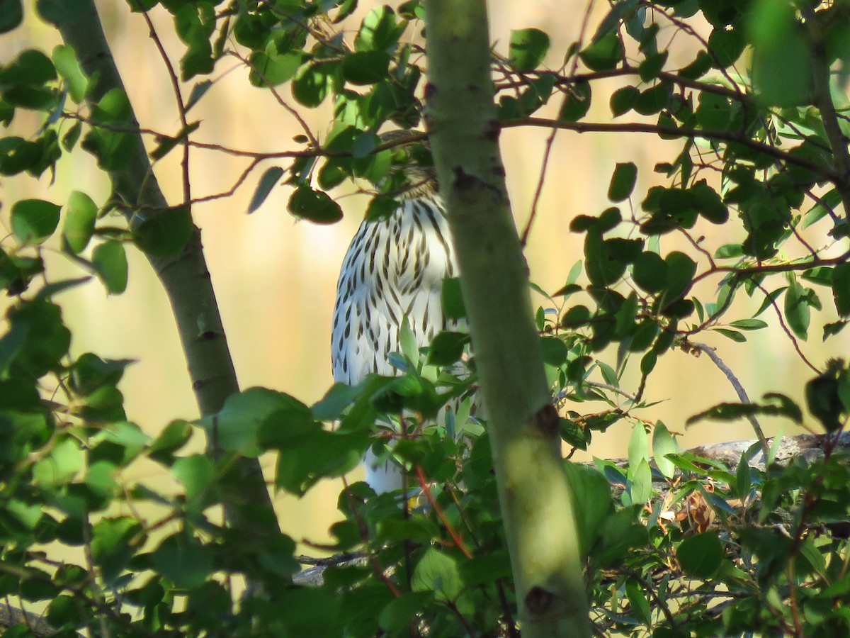 Cooper's Hawk - ML481887011