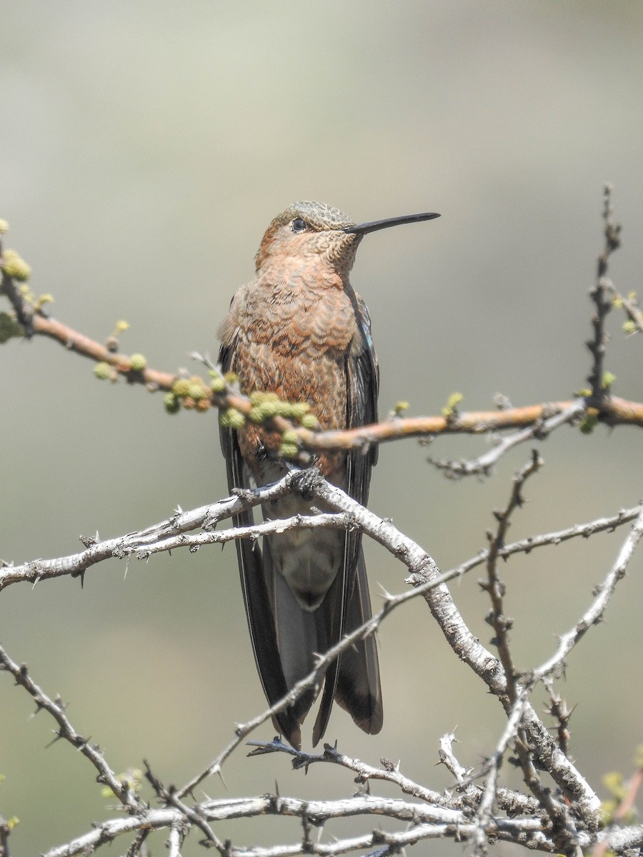 Giant Hummingbird - ML481889091