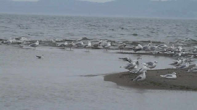 Little Gull - ML481890