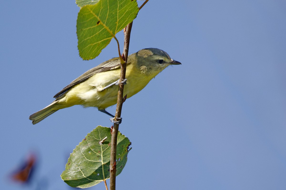 Philadelphia Vireo - ML481890701