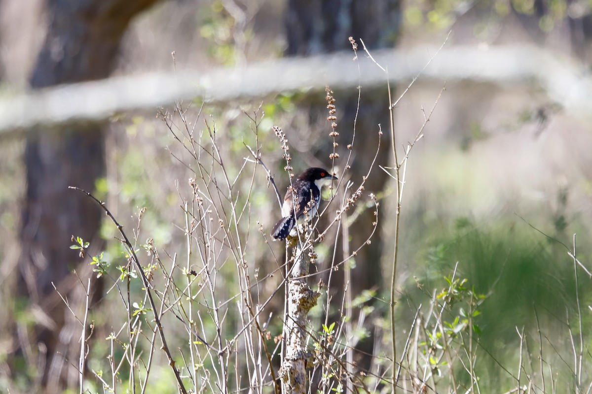 Great Antshrike - ML481891041