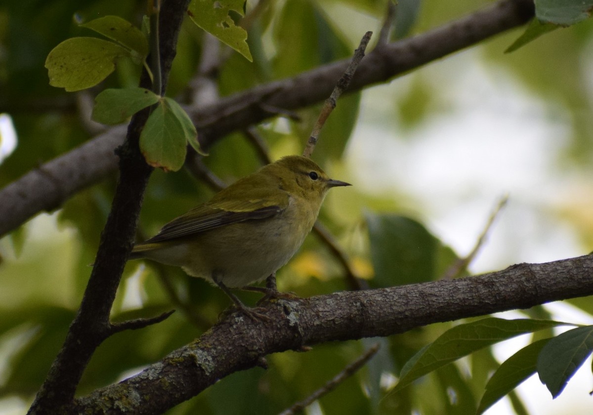 Tennessee Warbler - ML481891781