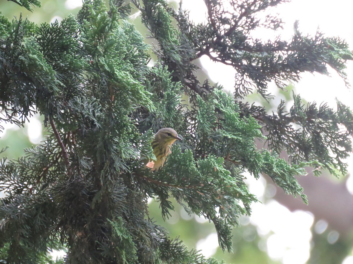 Cape May Warbler - ML481892801