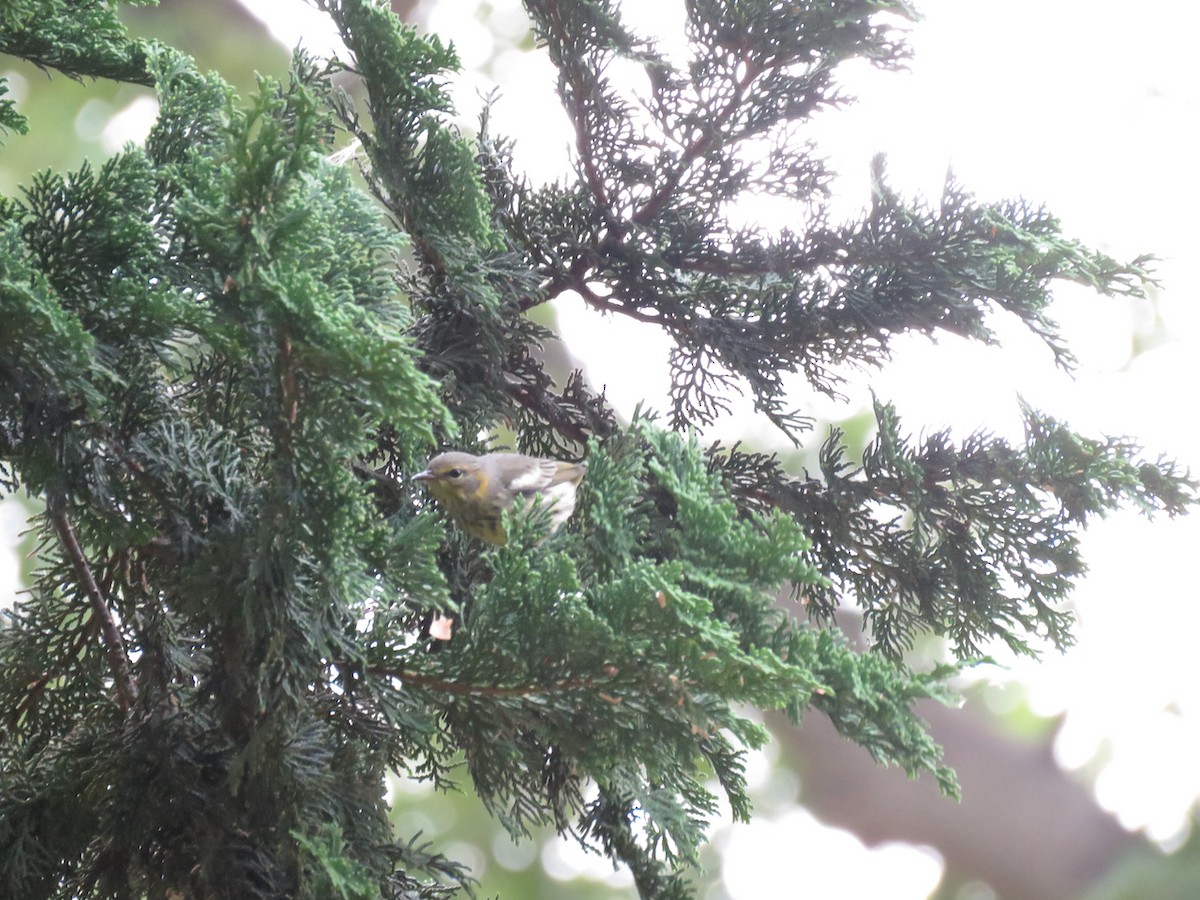 Cape May Warbler - ML481892821