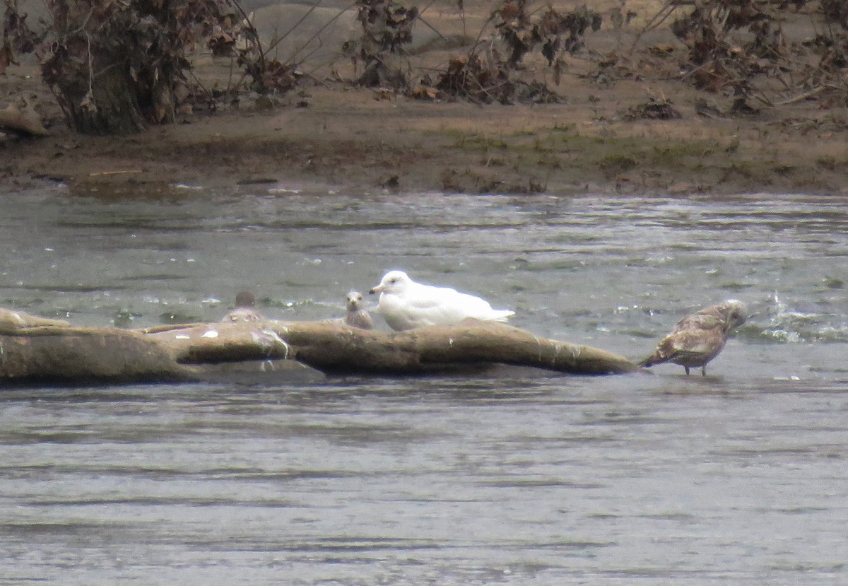 Glaucous Gull - Anonymous