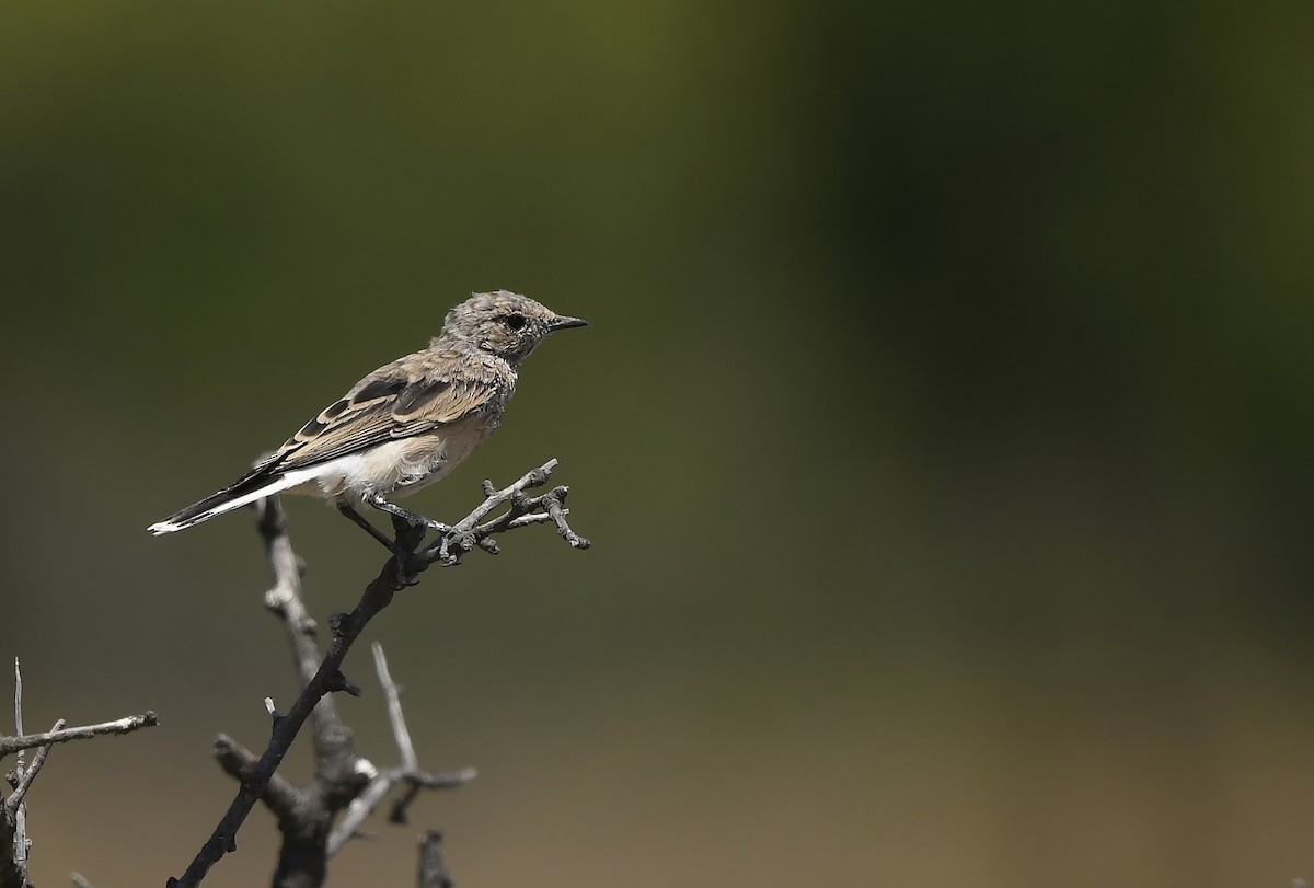 wheatear sp. - ML481894321