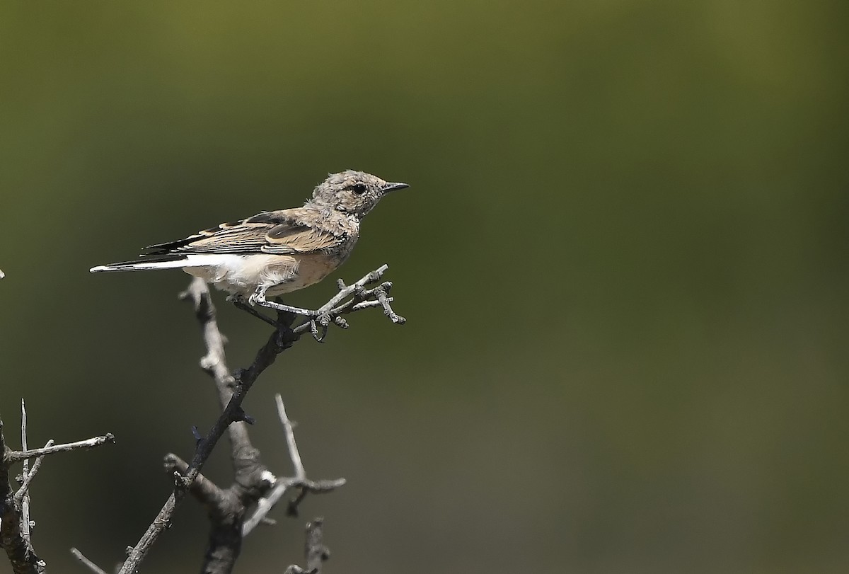 wheatear sp. - ML481894331