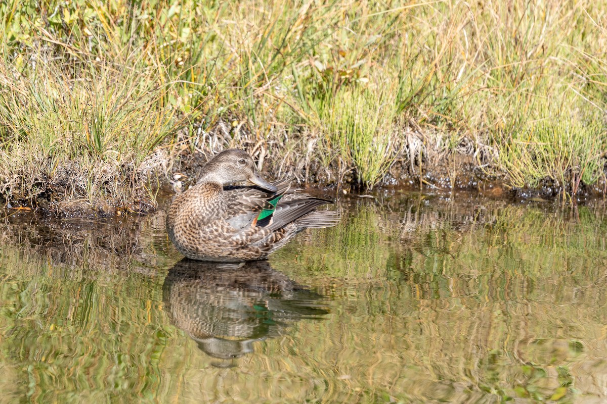 Green-winged Teal - Suzy Deese