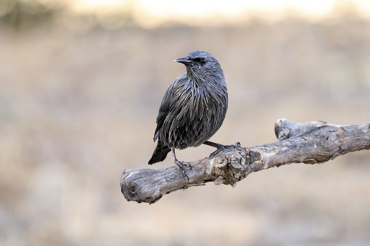 Spotless Starling - Francisco Barroqueiro