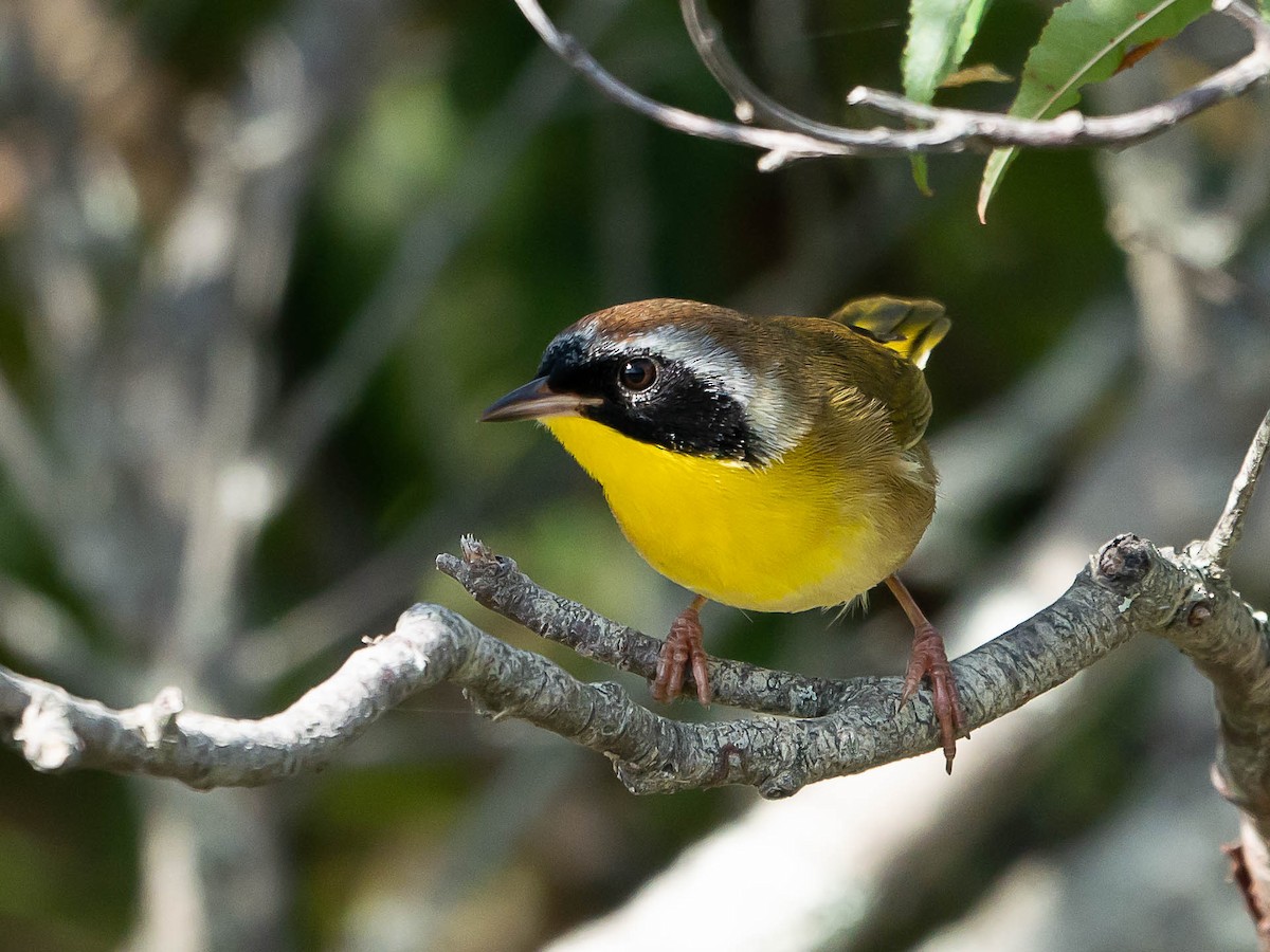 Common Yellowthroat - ML481896641