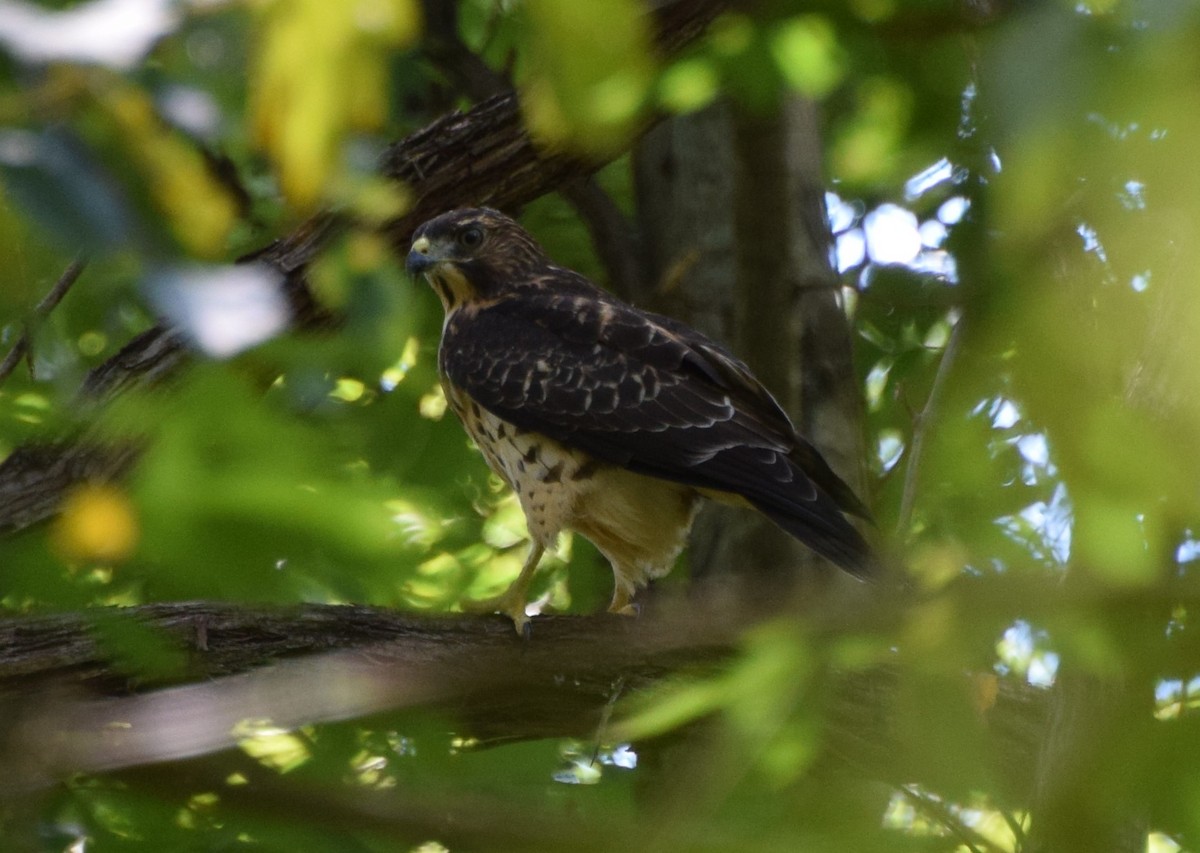 Broad-winged Hawk - ML481896851