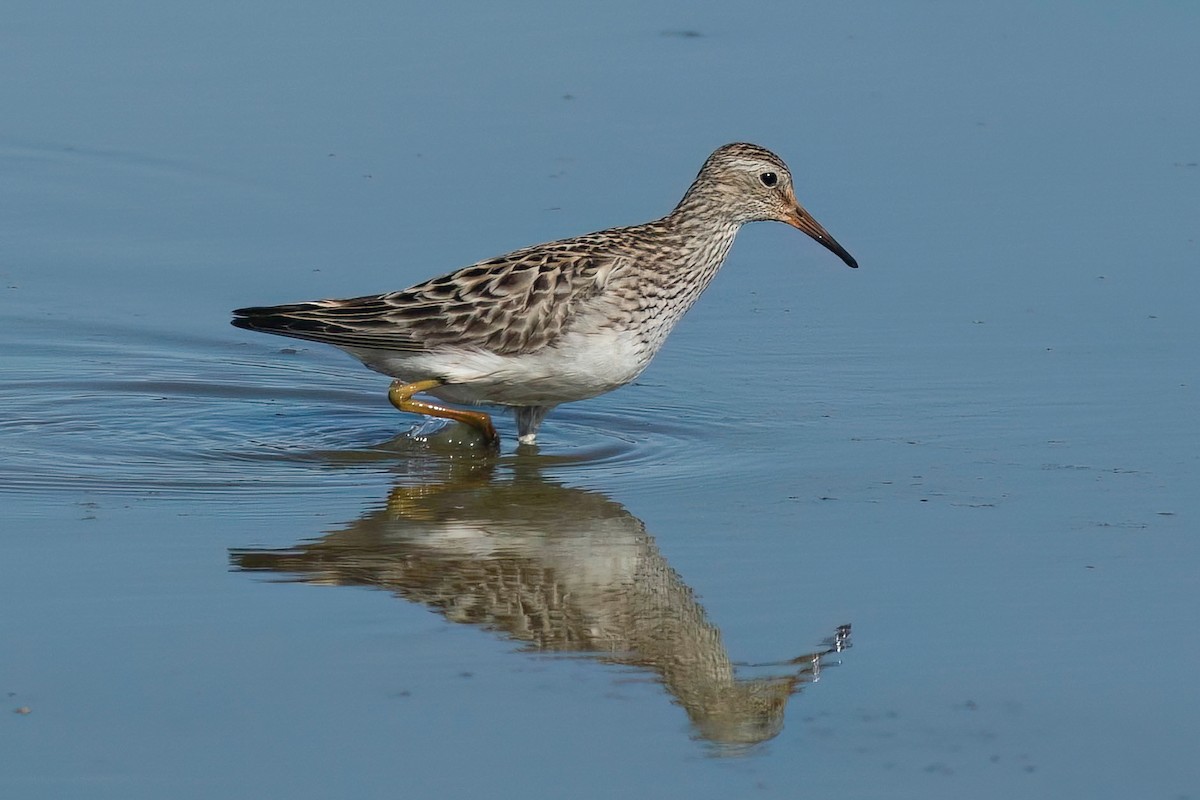 Pectoral Sandpiper - ML481897421