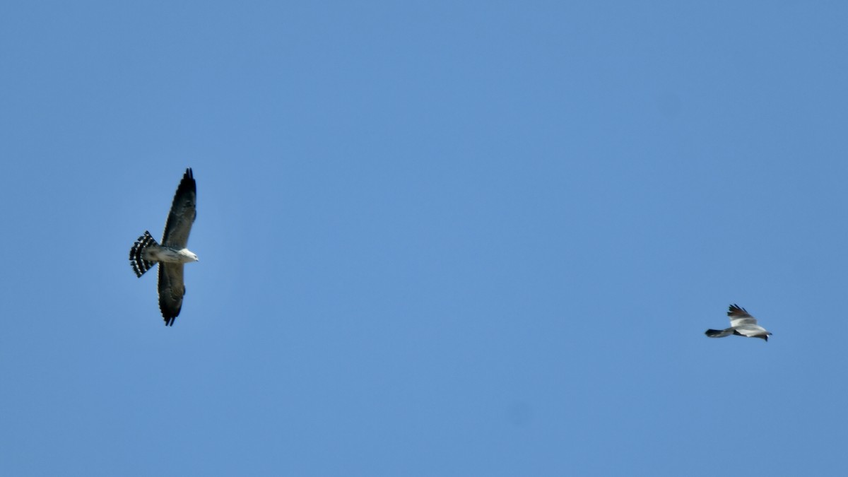 Mississippi Kite - ML481897551