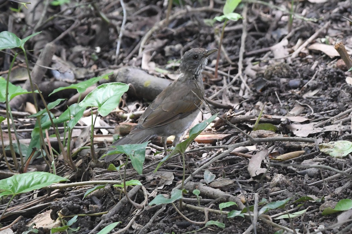 Pale-breasted Thrush - ML481900551