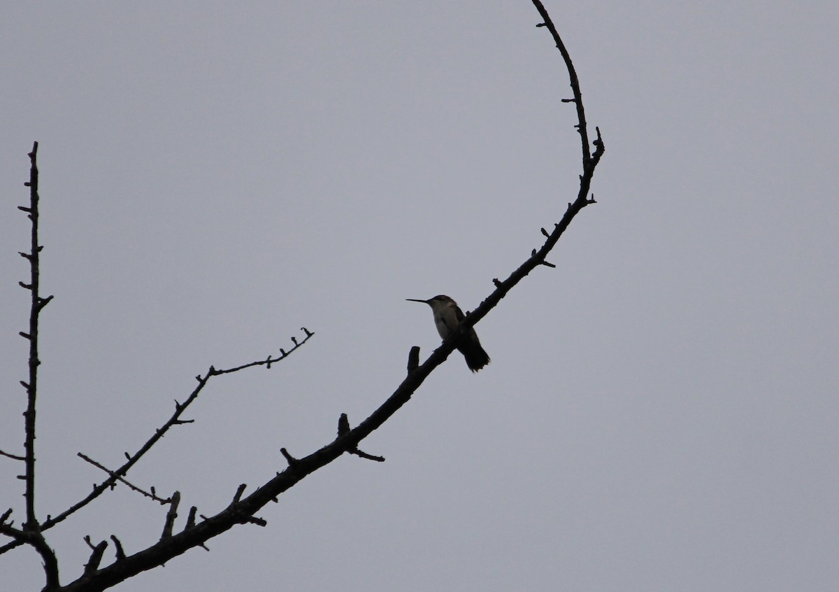 Ruby-throated Hummingbird - ML481901971