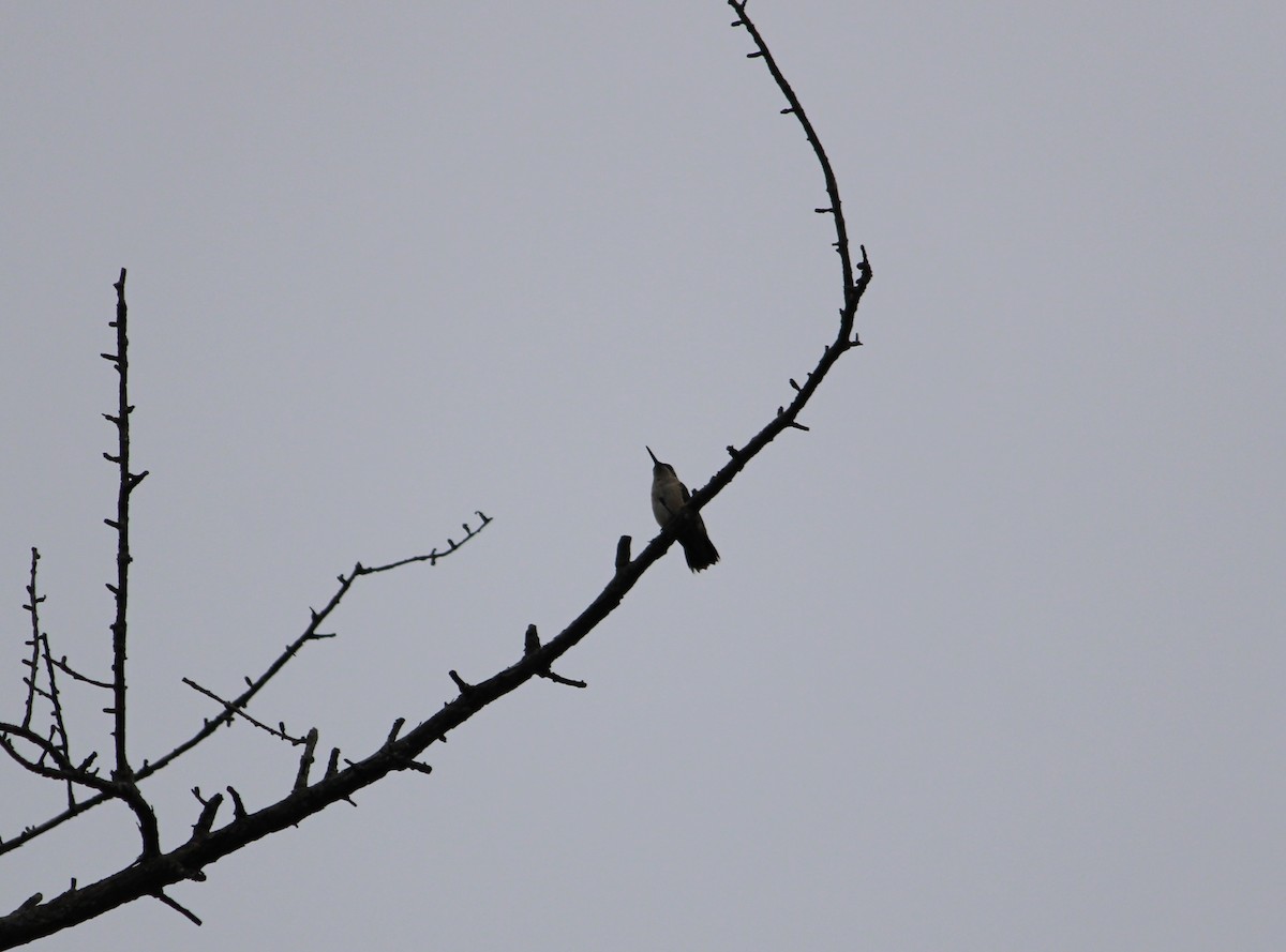Ruby-throated Hummingbird - ML481901981
