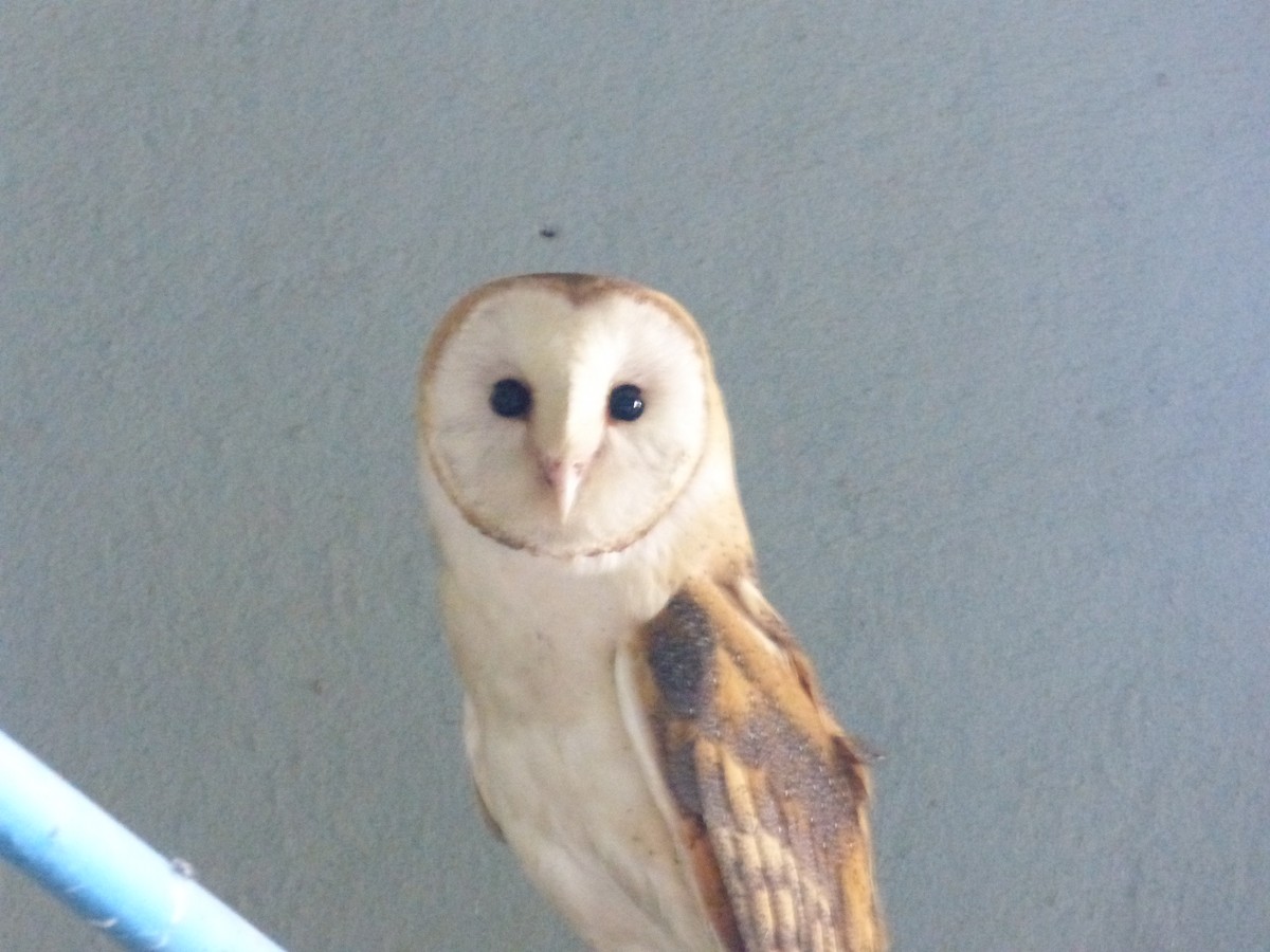 Barn Owl - Fernando Monton