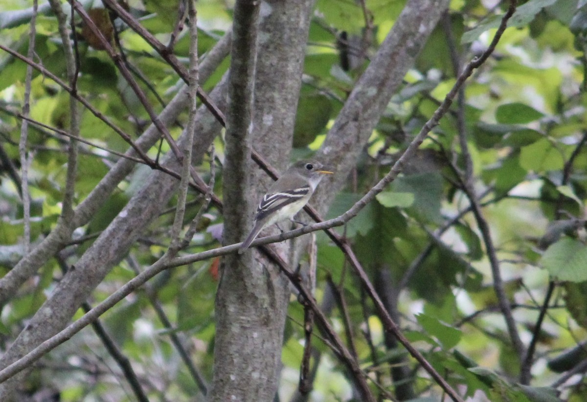 Least Flycatcher - ML481902041