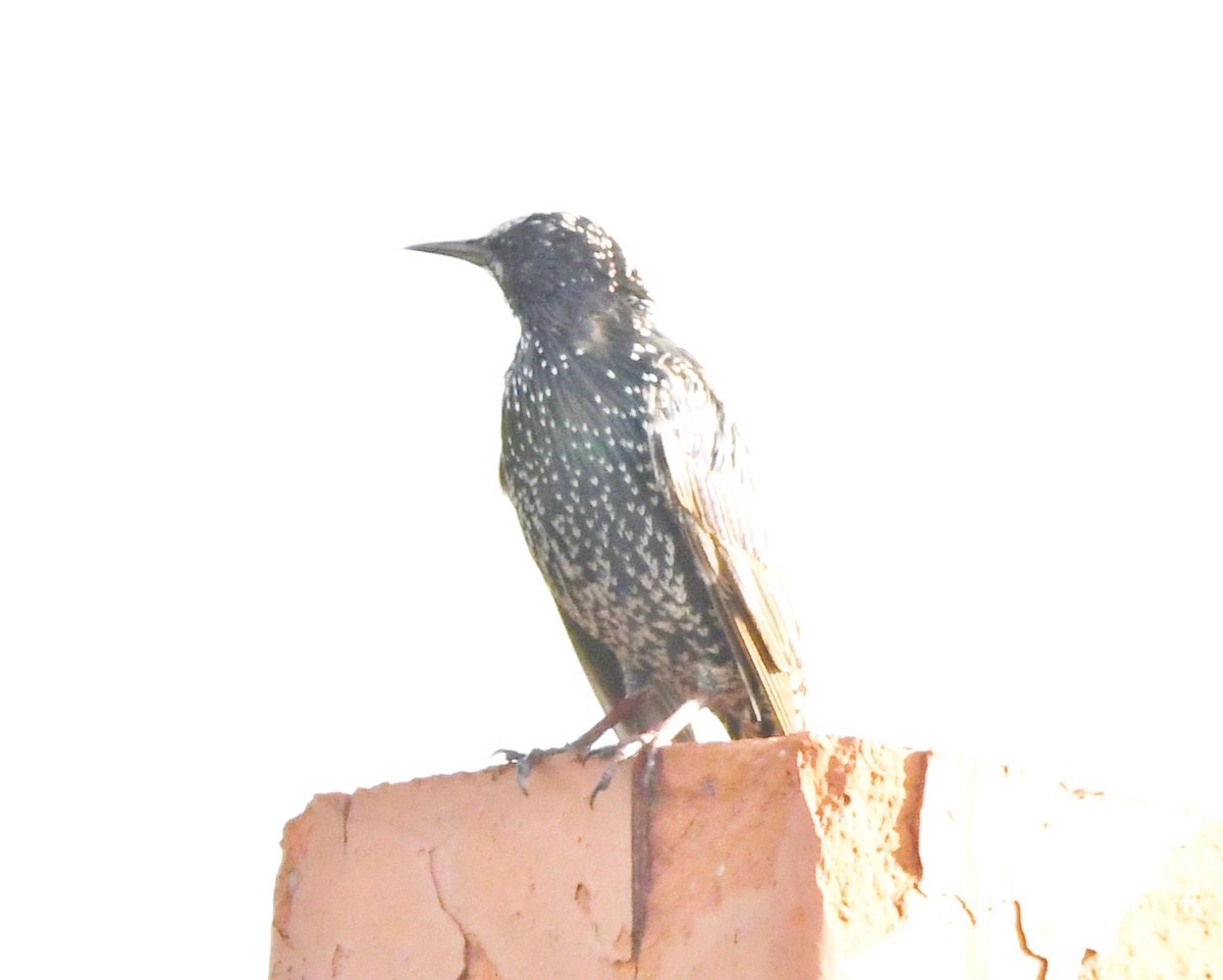 European Starling - ML481902141