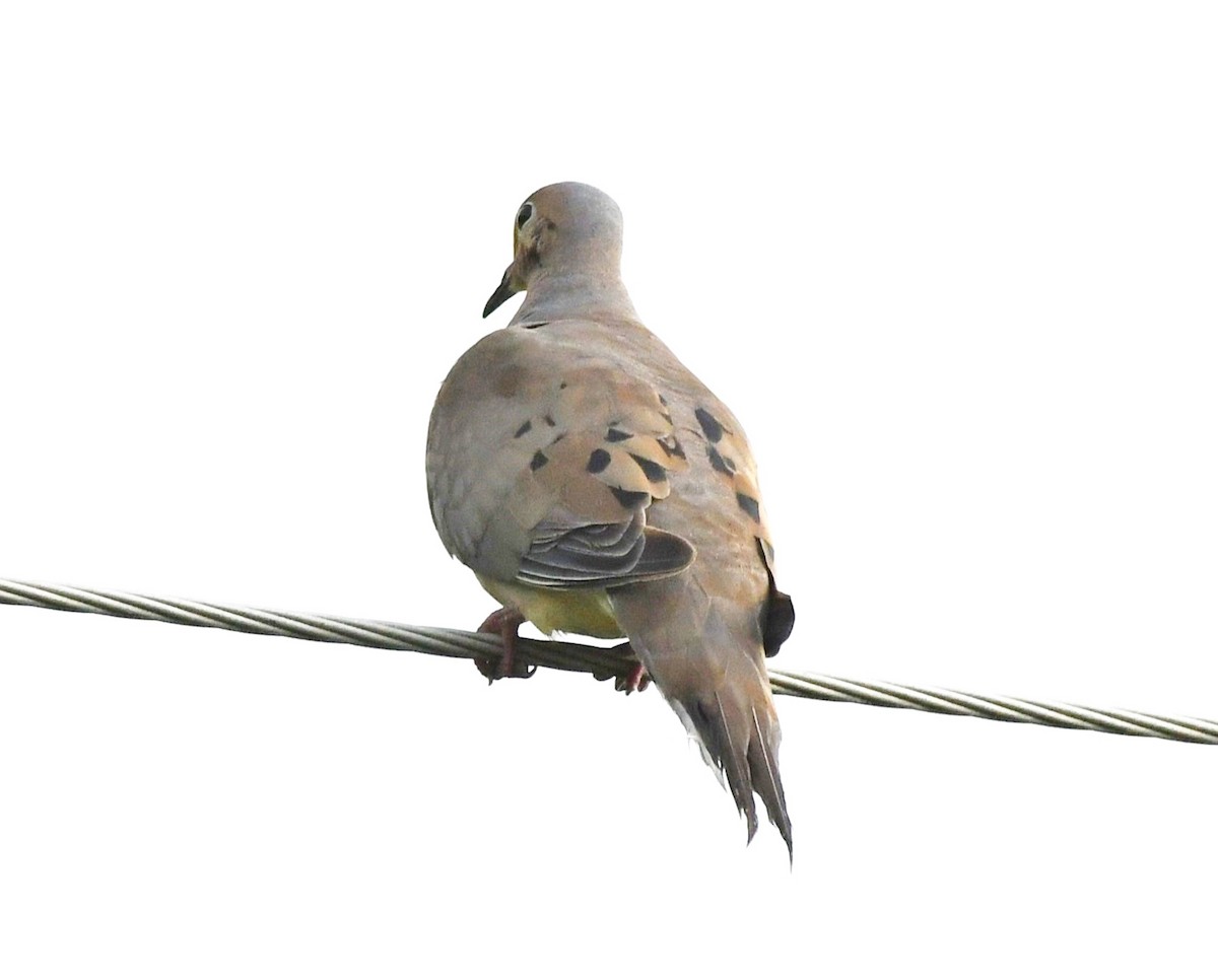 Mourning Dove - ML481902191
