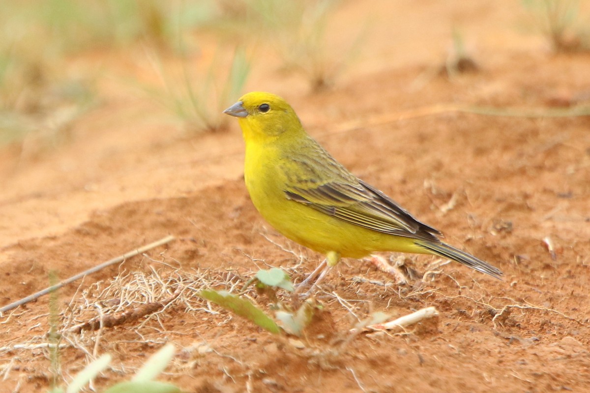 Stripe-tailed Yellow-Finch - Ian Thompson