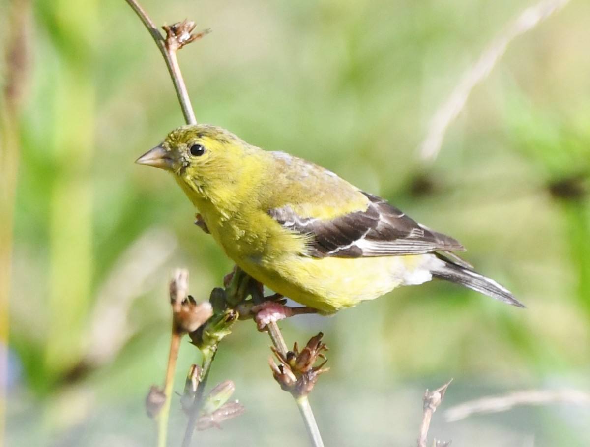 American Goldfinch - ML481902341