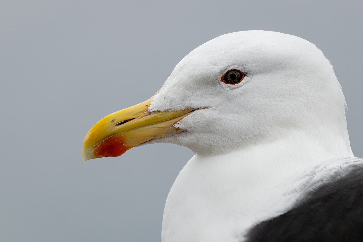 Kelp Gull - ML481903221