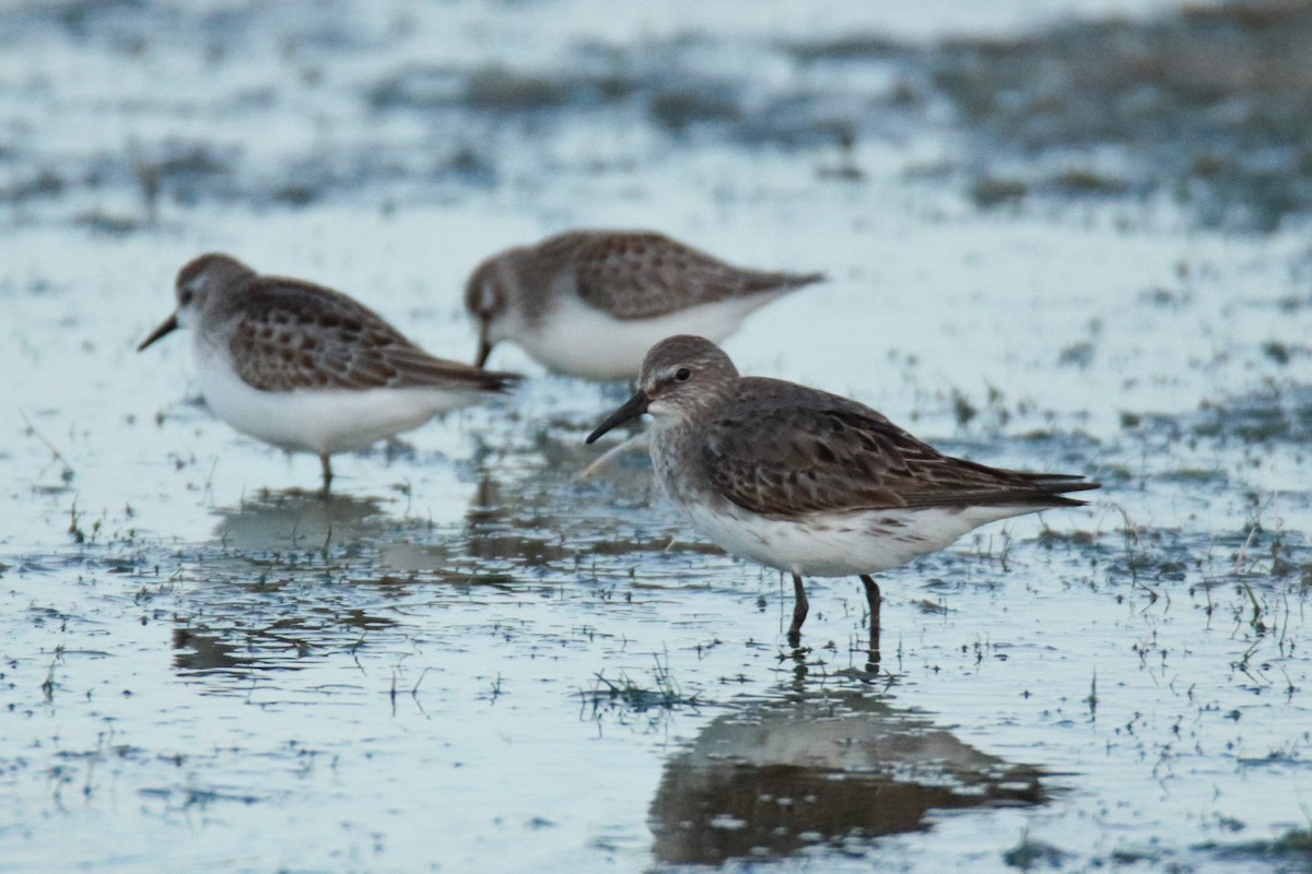 White-rumped Sandpiper - ML481903861