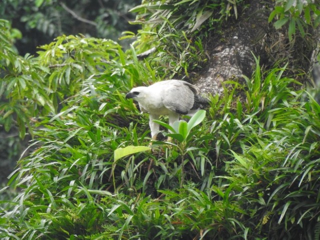 Harpy Eagle - ML481904071