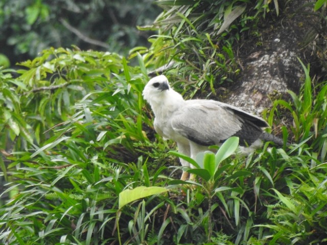 Harpy Eagle - ML481904081