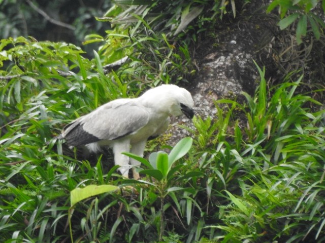 Harpy Eagle - ML481904111