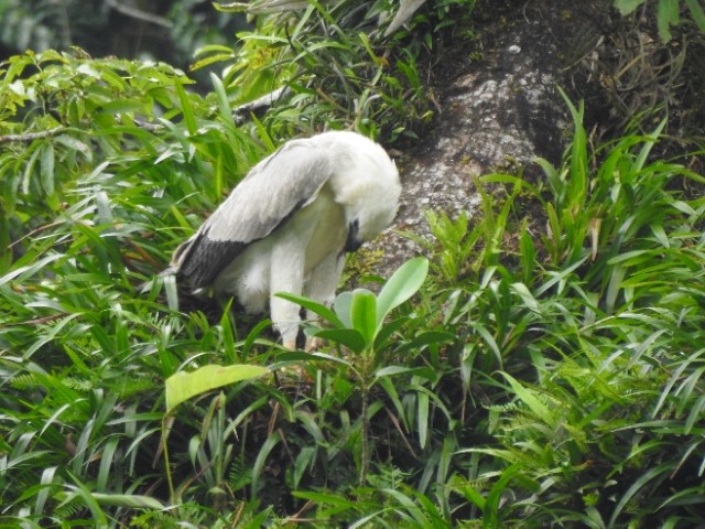 Harpy Eagle - ML481904121