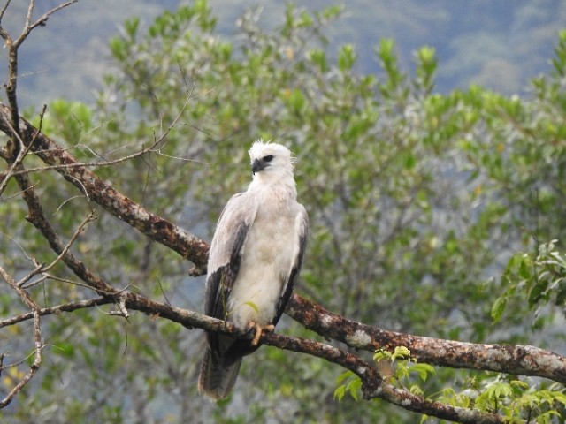 Harpy Eagle - ML481904141