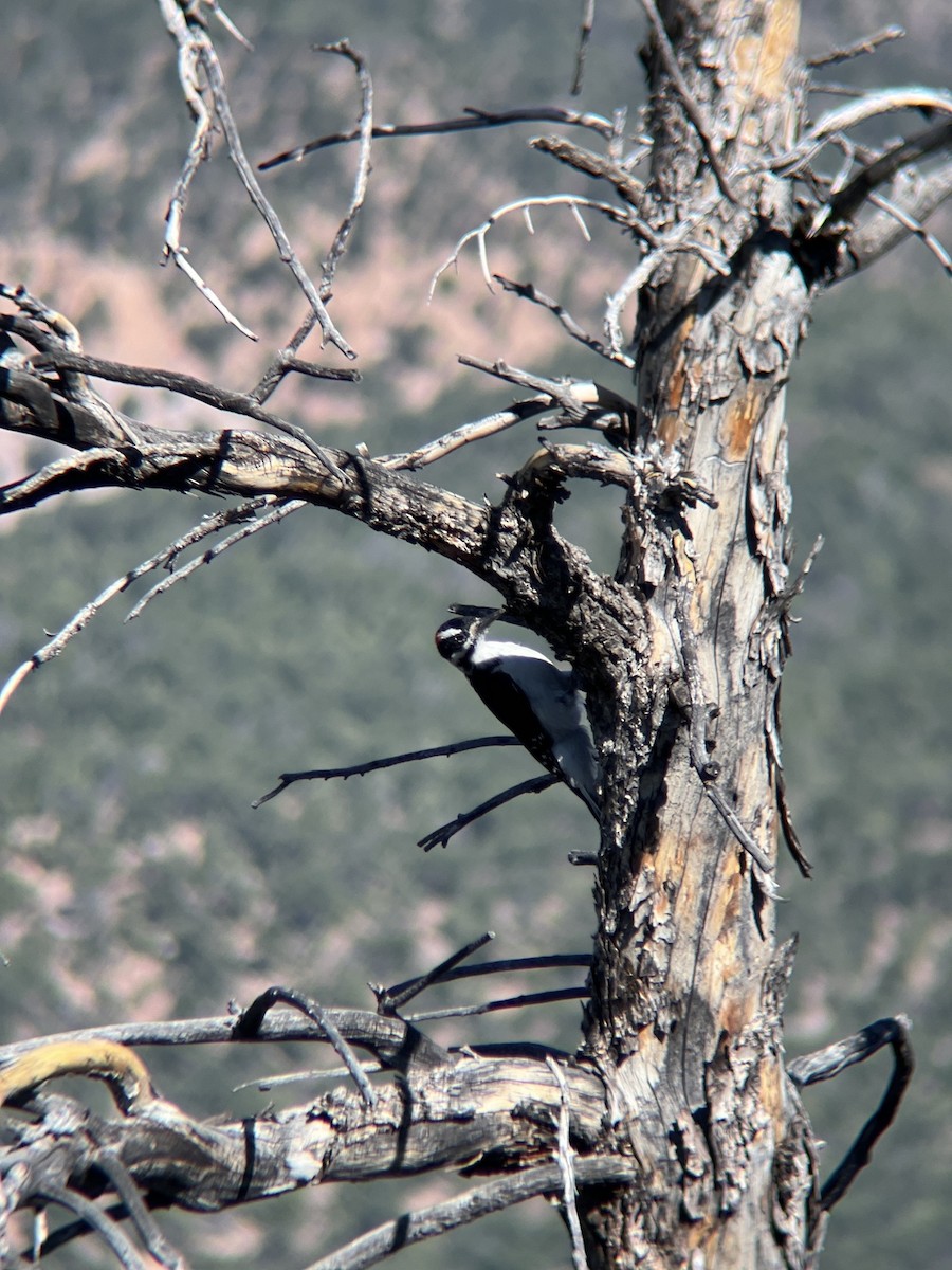 Hairy Woodpecker - Kevin Hayes